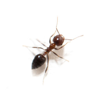 Cornfield ants