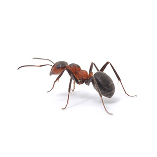 Pavement ants